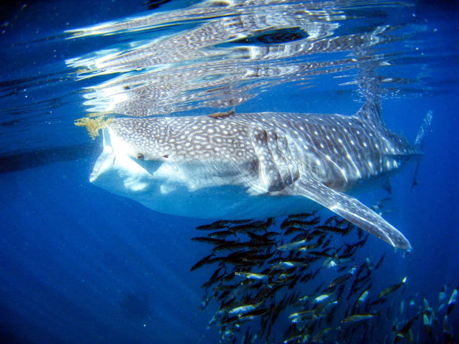 Giant whale shark in La Paz