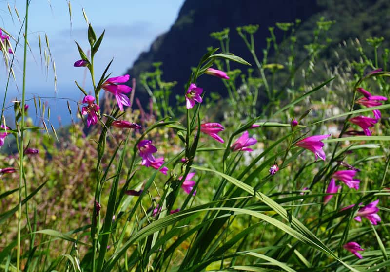 levada walks