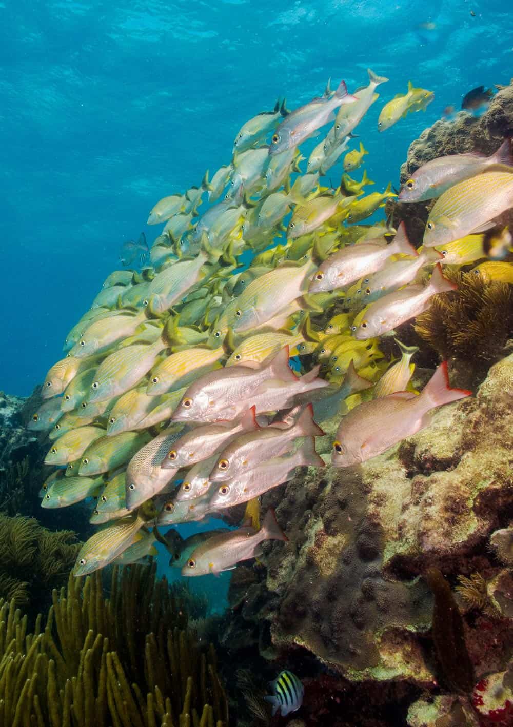 Schools of snapper and grunt fish are seen when snorkeling in the Sea of Cortez,