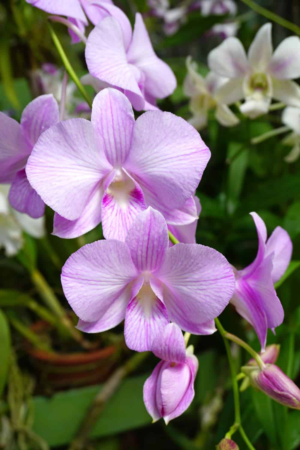 Purple orchid