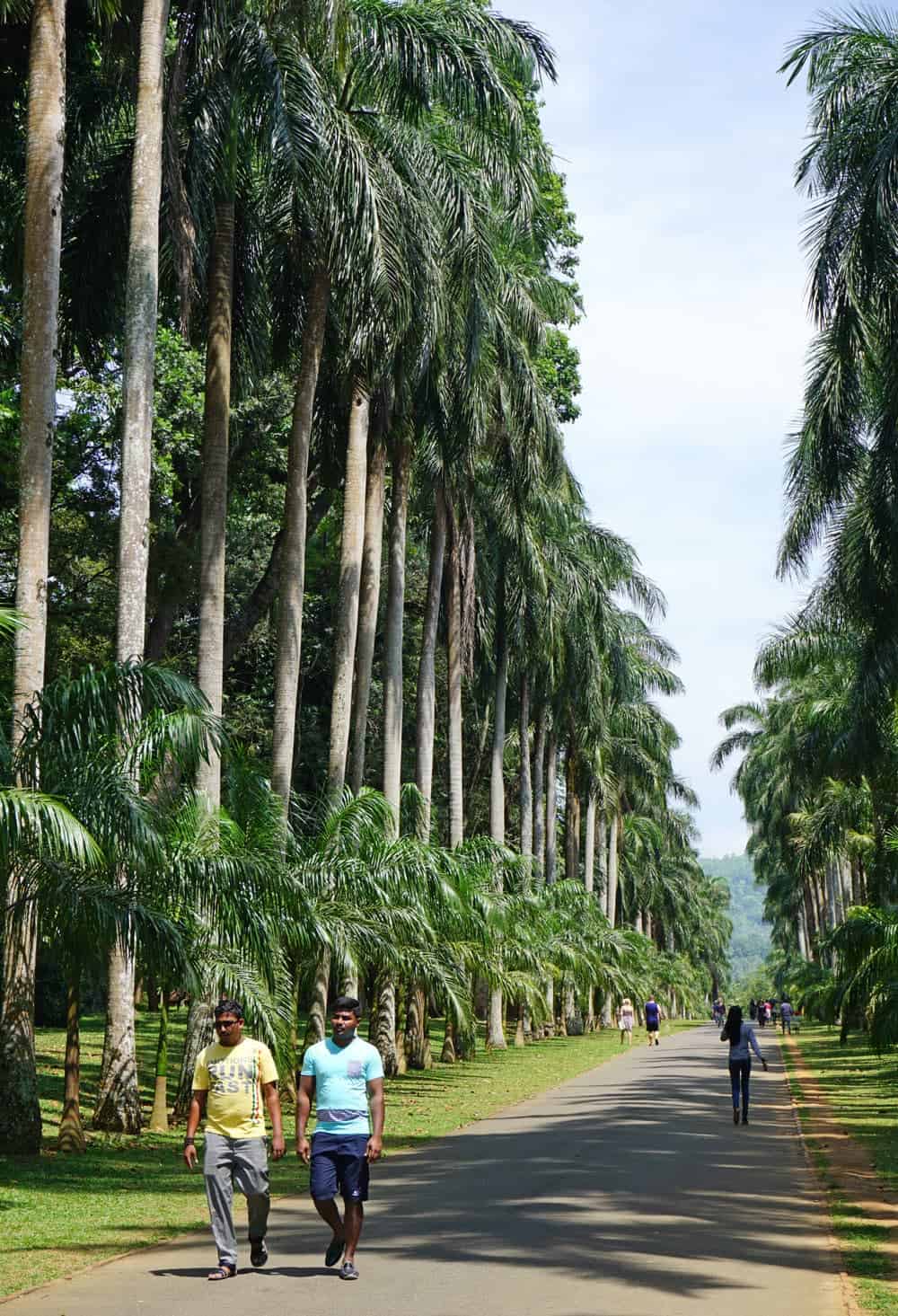 People walking down a road lined with giant royal palm trees