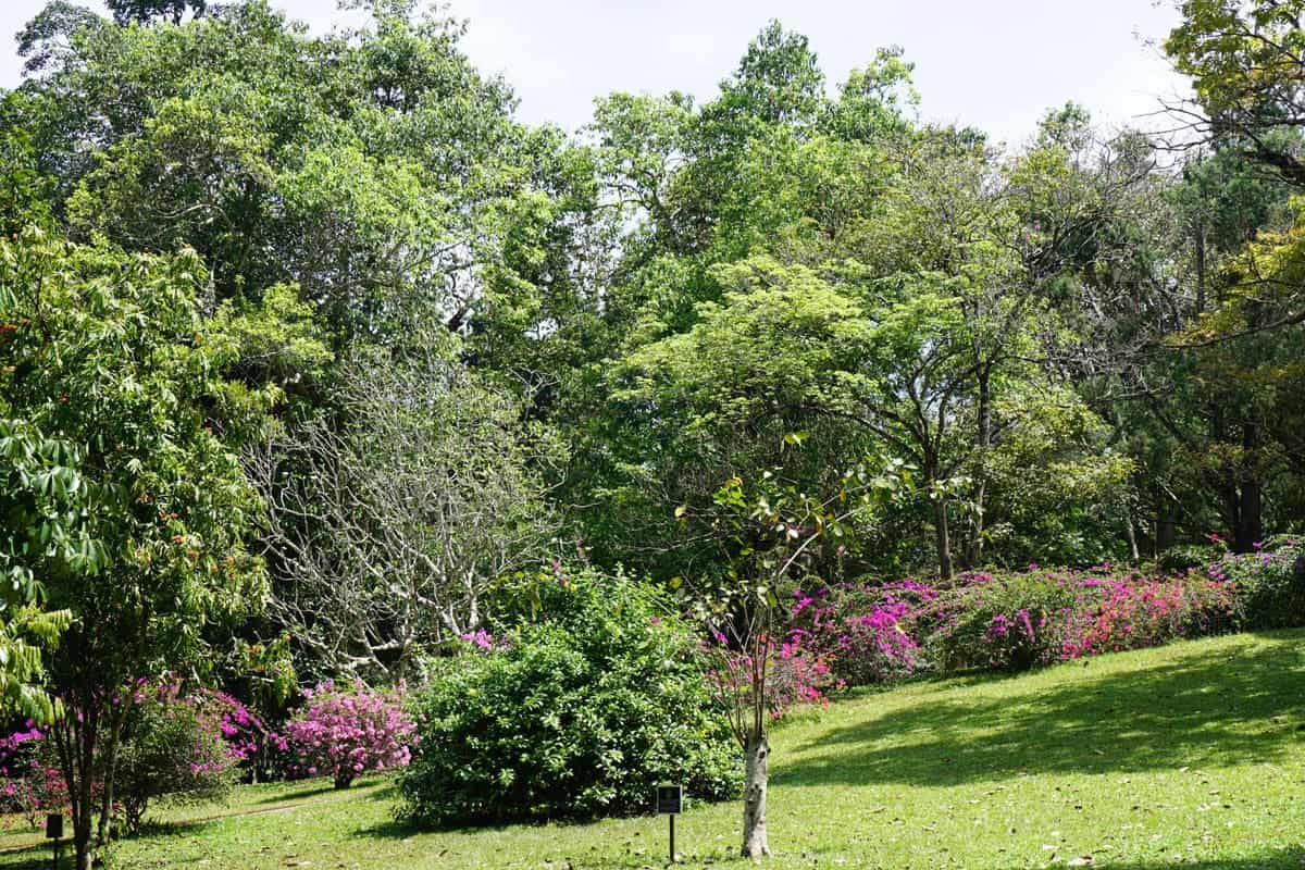 Lawns and purple flowering bushes at Peradeniya Royal Botanical Gardens