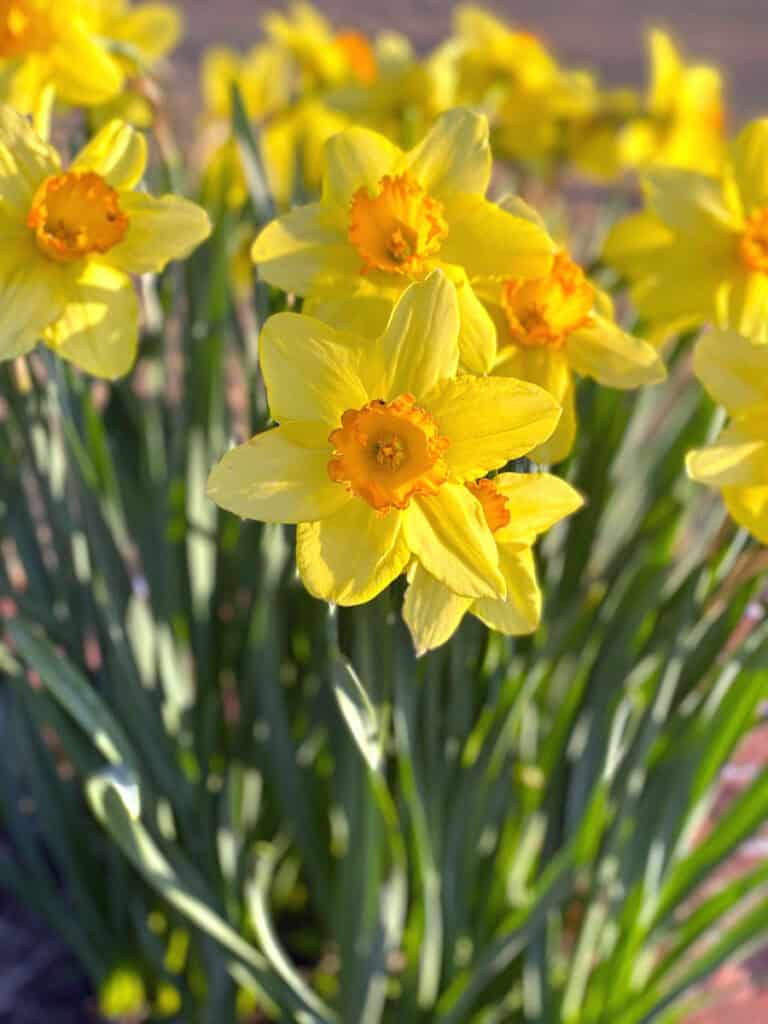 7 Best Gardens in Victoria, BC (Including Butchart Gardens)