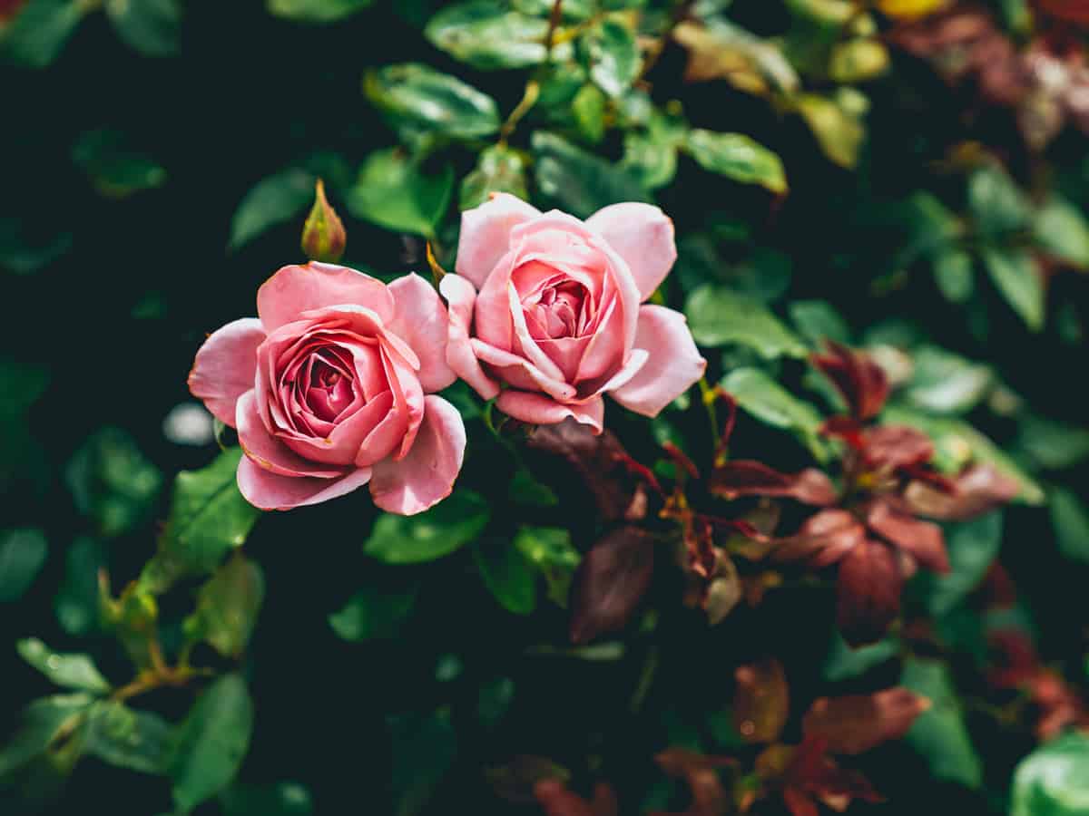 Gardens in Victoria, BC