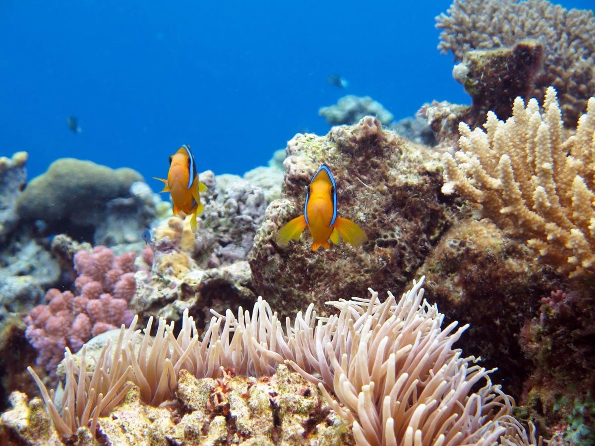 Yellow tropical fish among corals in Fiji