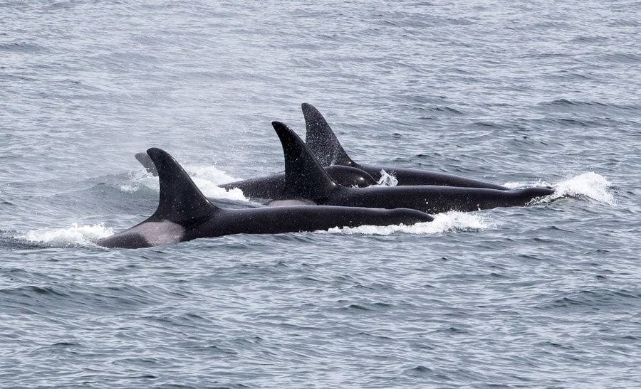Orcas are commonly sighted on Victoria whale watching tours.