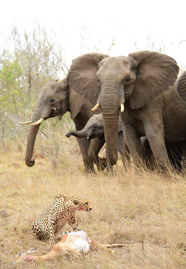 A cheetah guards her kill while watched by a herd of elephants