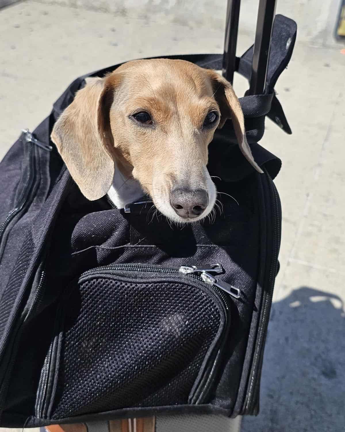 Small dog in a pet carrier traveling in Los Cabos