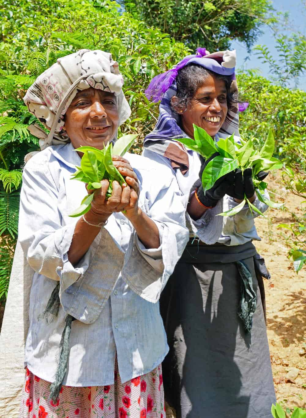 Two smiling tea pickers in Kandy, Sri Lanka, hold freshly picked green tea leaves in a lush tea plantation.