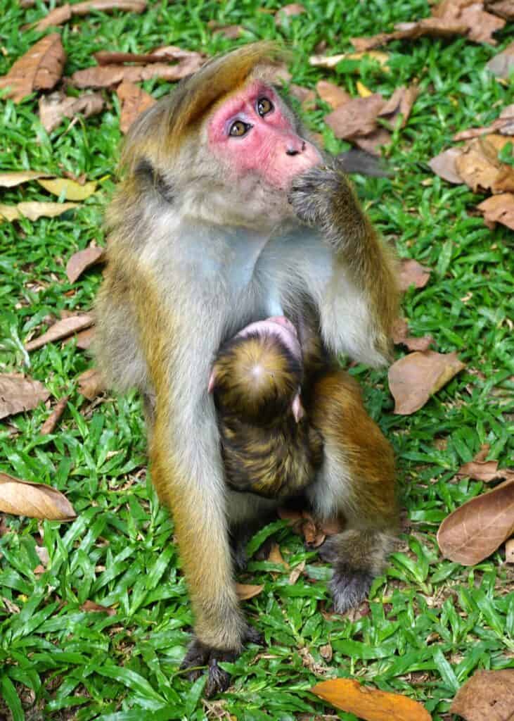 A toque macaque, with a tiny baby clinging to her belly, sits on the grass at Peradeniya Botanical Gardens.