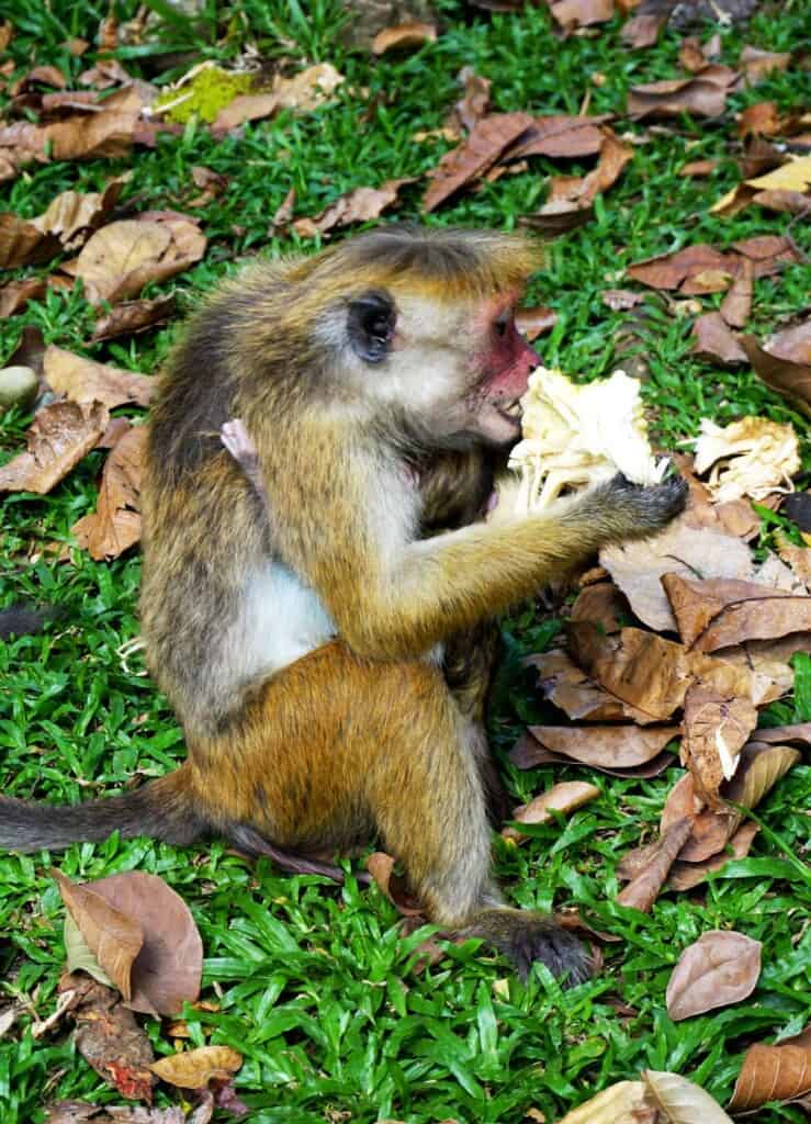 A toque macaque, with a baby tucked against her belly, eats a large piece of fruit at the Kandy botanical gardens.