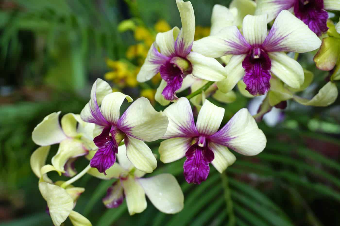 Cream-colored orchids, with deep purple centers, bloom in the orchid house at Peradeniya Botanical Gardens.