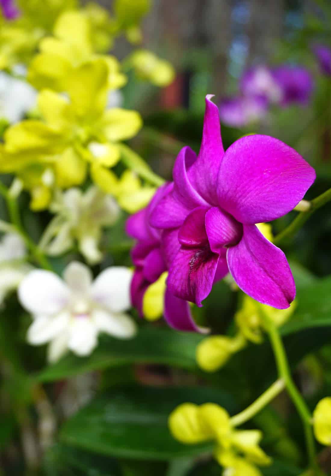 Close-up of a vivid purple orchid surrounded by yellow and white blooms