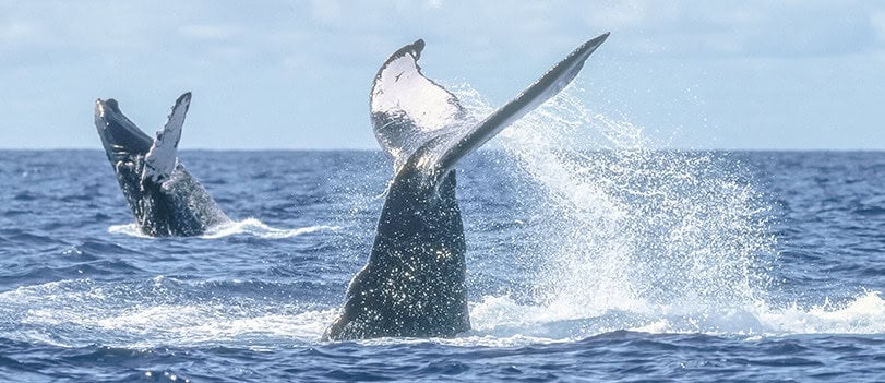 Los Cabos whale watching