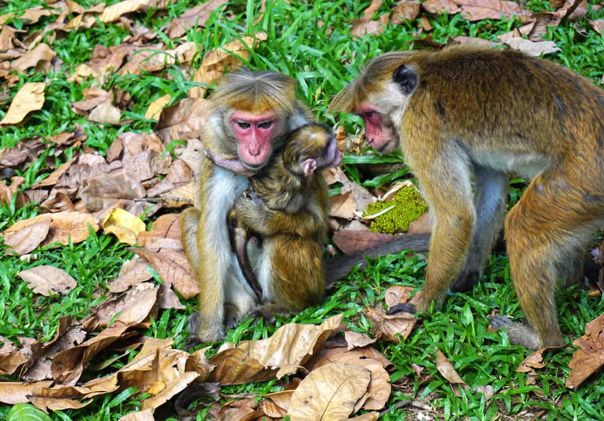 Three toque macaques, including a mother holding her baby, gather on the grass at the Royal Botanic Gardens, Peradeniya.