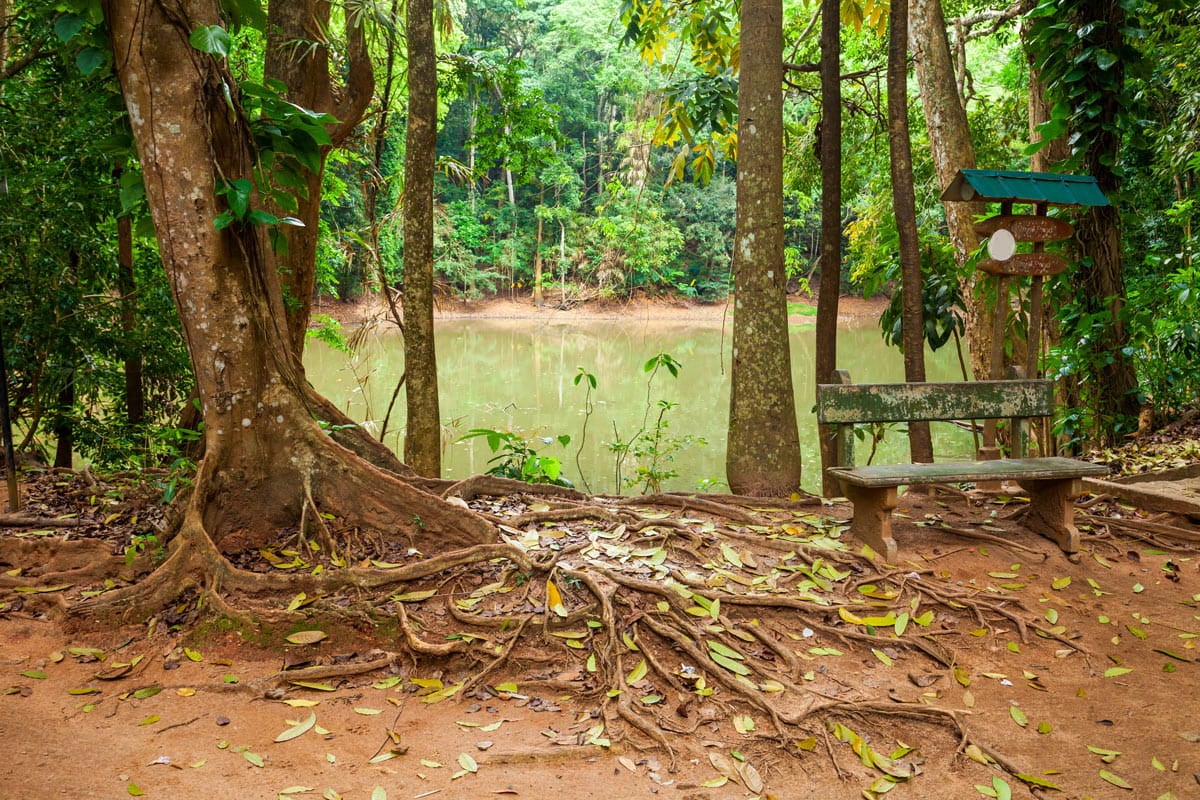 Lush tropical forest surrounding a small pond and rustic bench in Udawattakele Forest Reserve, Kandy
