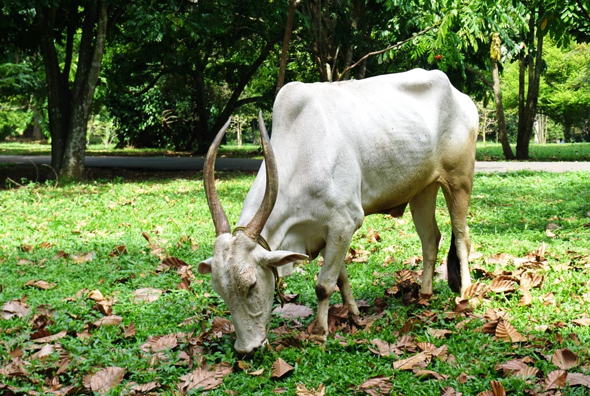 A white cow with long curved horns grazes on a leafy lawn beneath the trees at the botanical gardens in Peradeniya.
