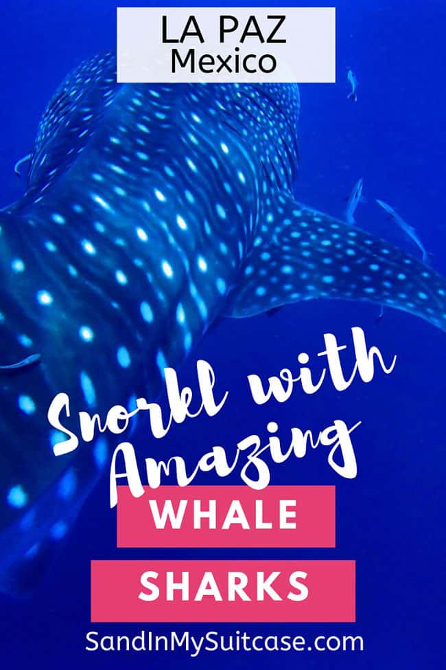 Swim With Whale Sharks In La Paz Mexico Wondrous Sand In My