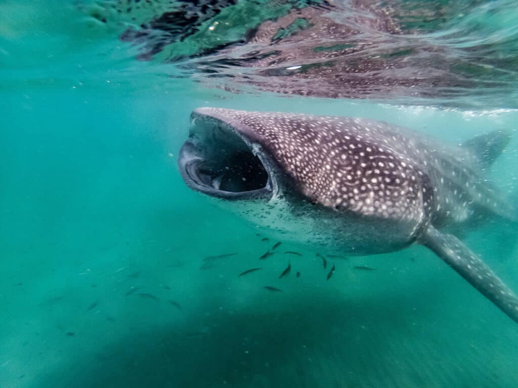 Swim With Whale Sharks in La Paz, Mexico: Wondrous! | Sand In My Suitcase