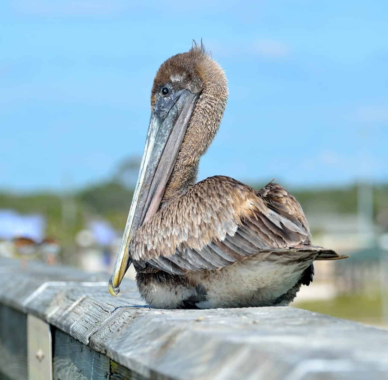 A young brown pelican rests on a wooden railing at the Cabo San Lucas Marina, showing off its oversized beak.