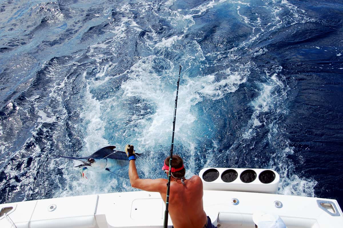 Sportfisherman hauls a large marlin alongside a fishing boat in the waters off Cabo San Lucas, Mexico.