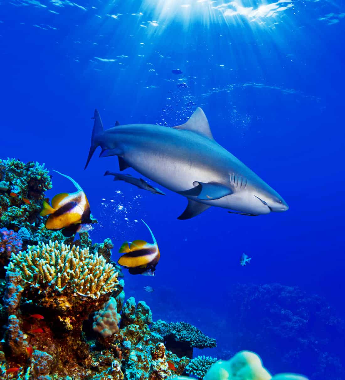 Large bull shark swimming above a colorful coral reef with tropical fish in Cabo Pulmo, Mexico