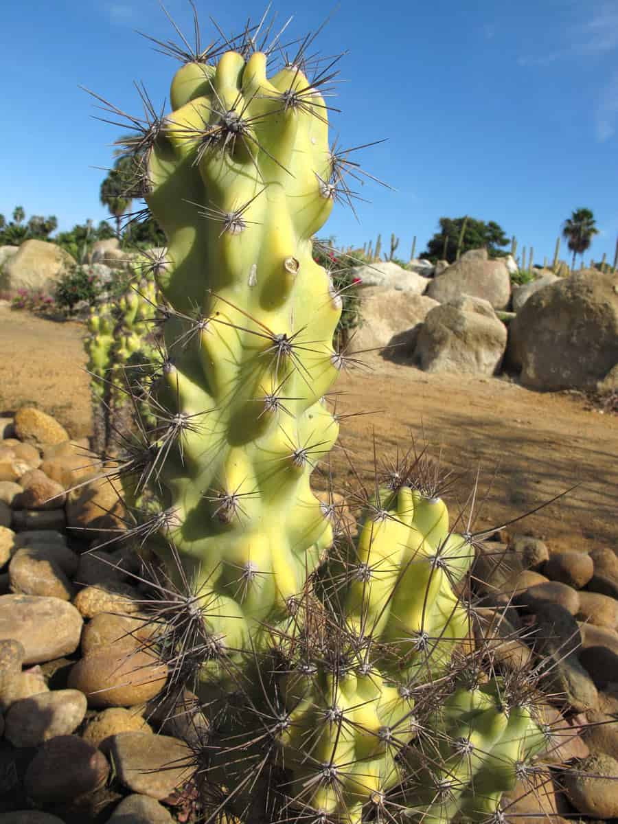 Cactus at Wirikuta Cactus Garden