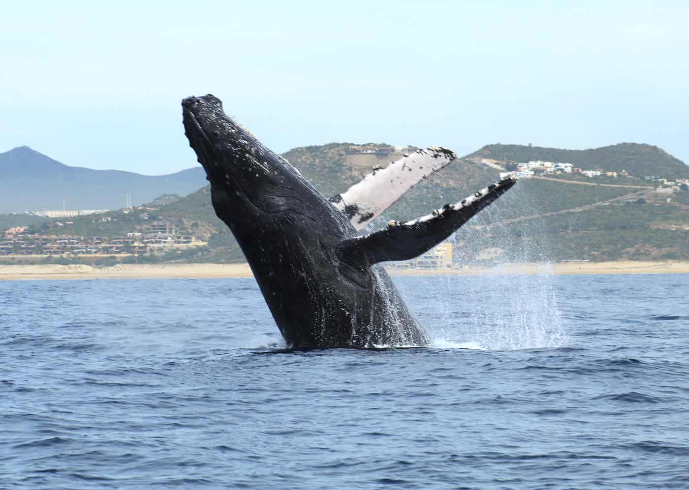 Humpback whale breaching out of the ocean off Cabo San Lucas, Mexico, with water spraying and coastal hills in the background