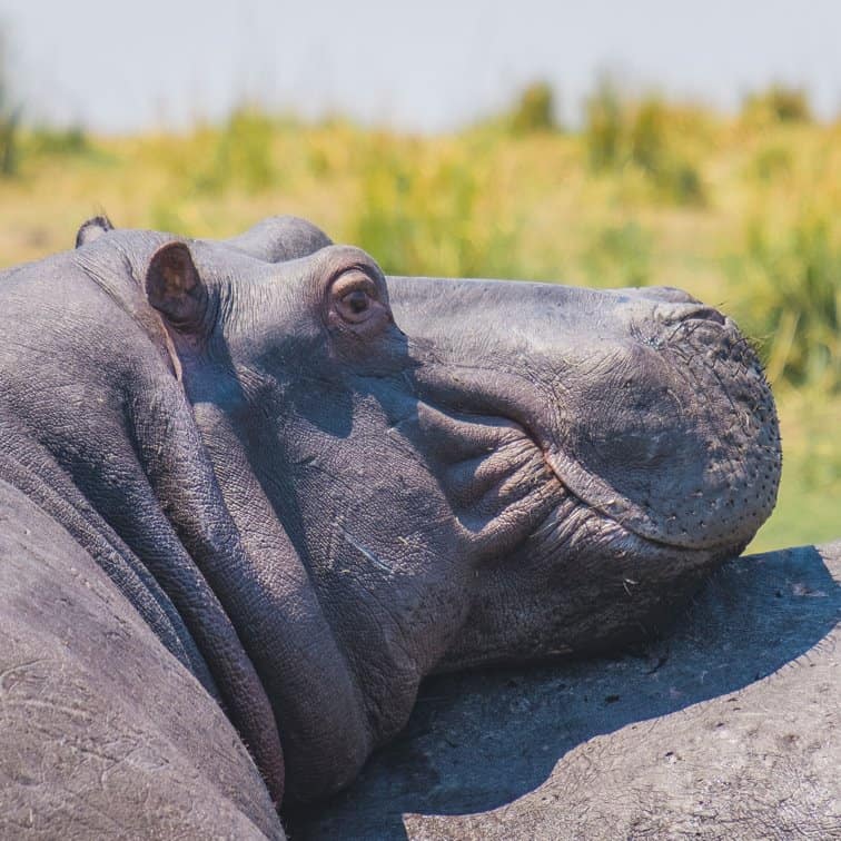 You see hippos everywhere on this Chobe River safari on the Zambezi Queen.