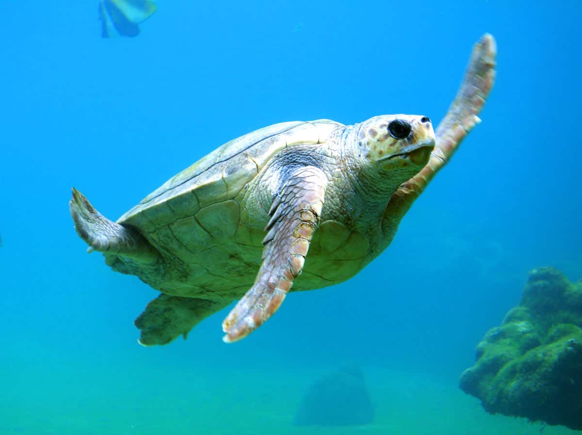 A sea turtle swims underwater, with its flippers outstretched in the clear blue waters of Cabo Pulmo.