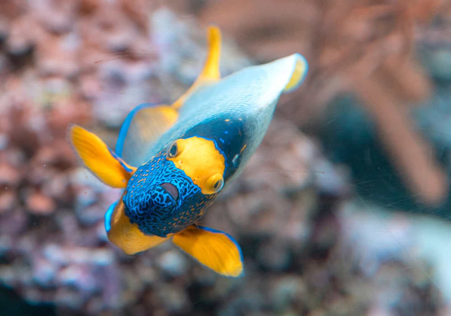 Close-up of a brightly colored tropical reef fish with blue markings, a yellow face and orange fins in Cabo Pulmo