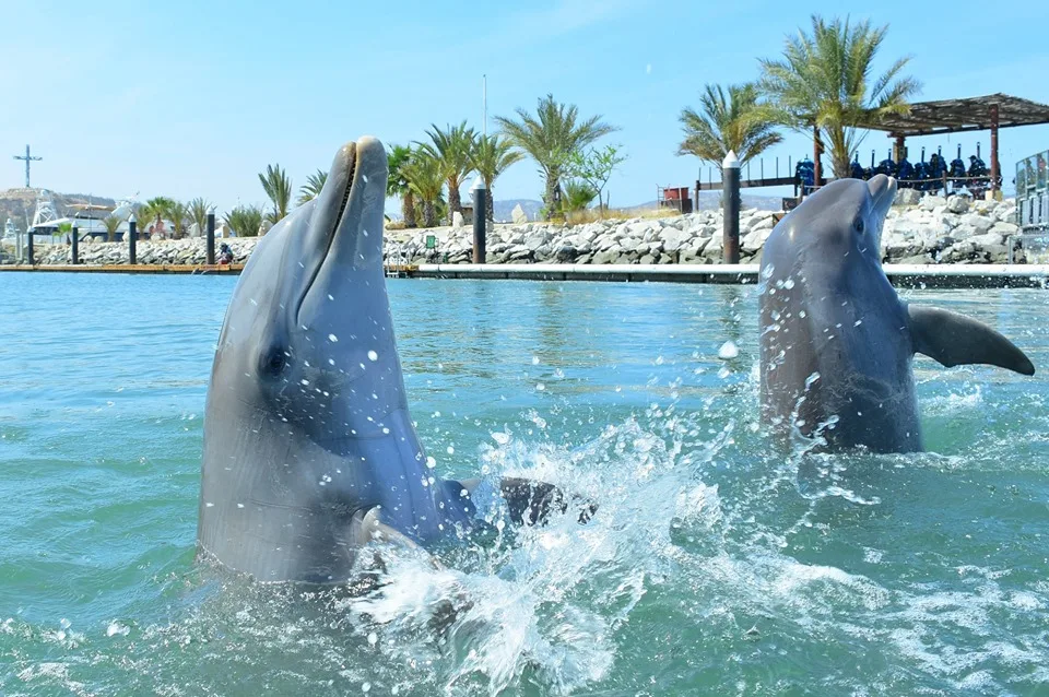 VETERINARIANS FROM DOLPHIN DISCOVERY LOS CABOS SAVE THE LIFE OF A