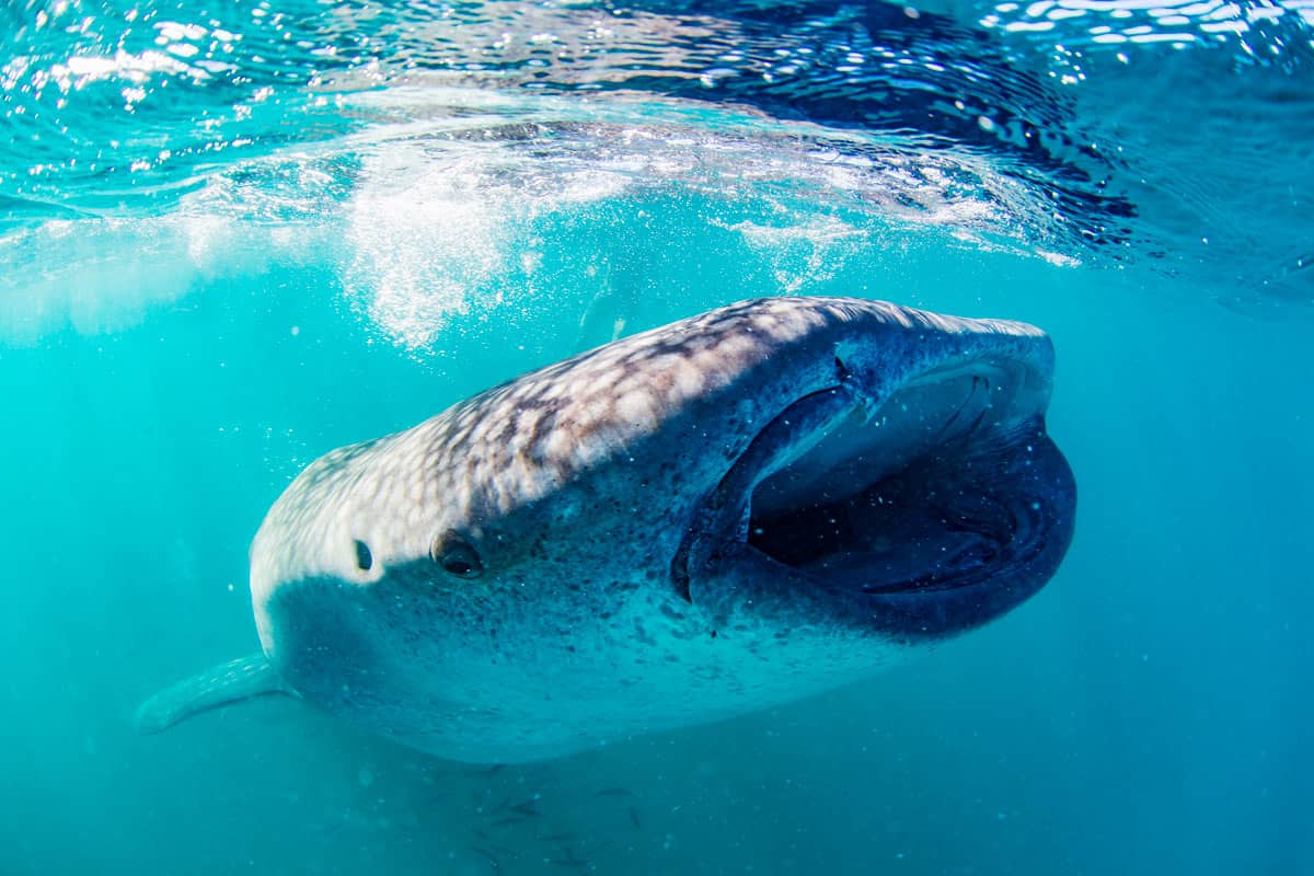 Open wide! This whale shark is scooping up its next meal.