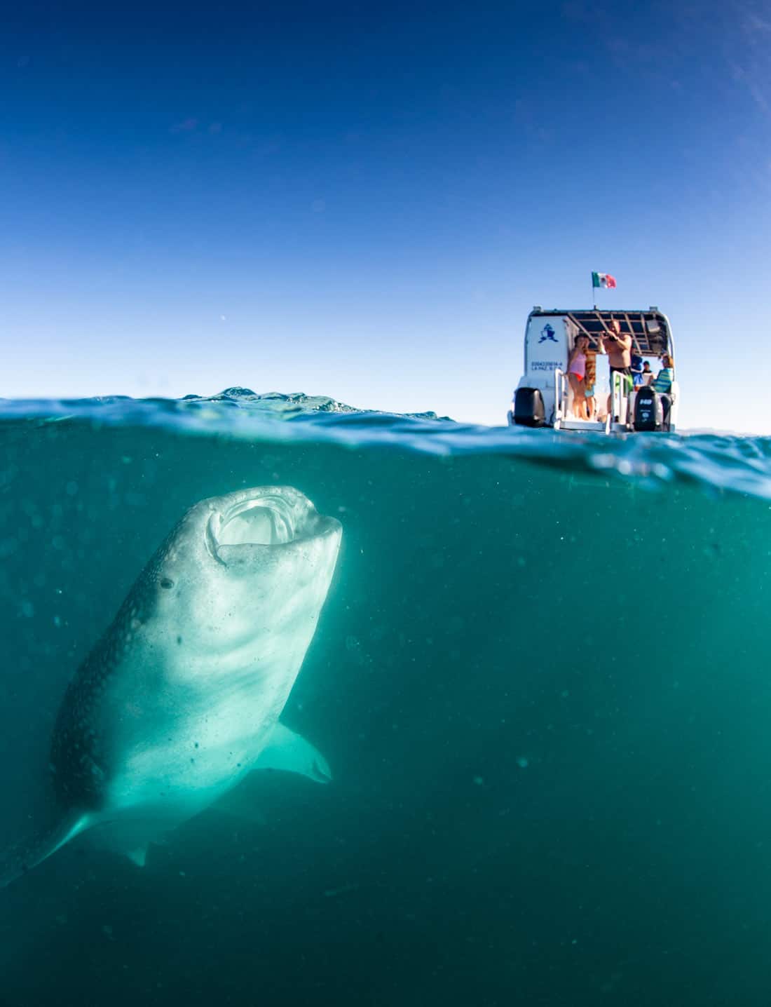 A huge whale shark swims just below the surface near a tour boat in La Paz, Mexico.