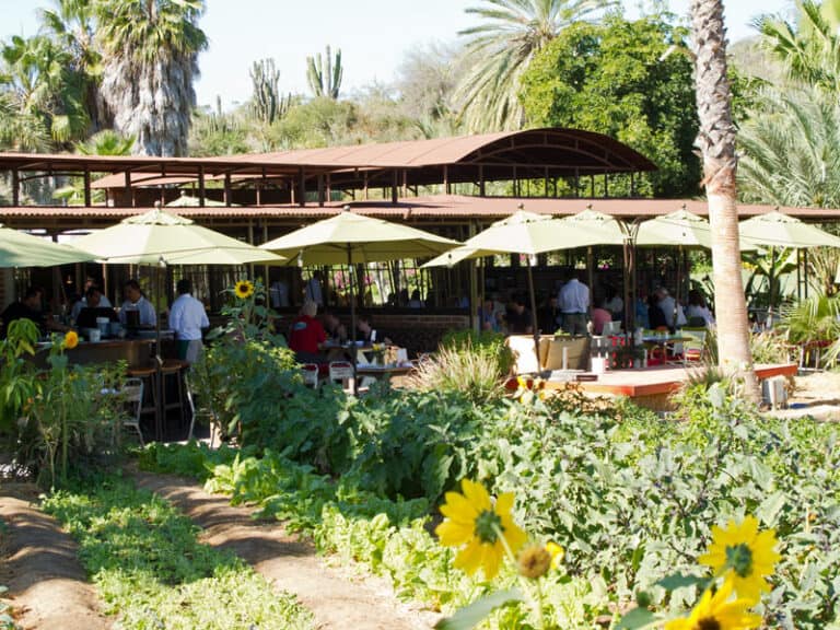 Flora Farm Dishes up Yummy FarmtoTable Eats