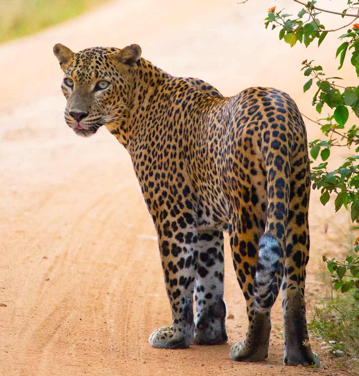 Black-spotted Sri Lankan leopard standing on a dirt track in Wilpattu National Park