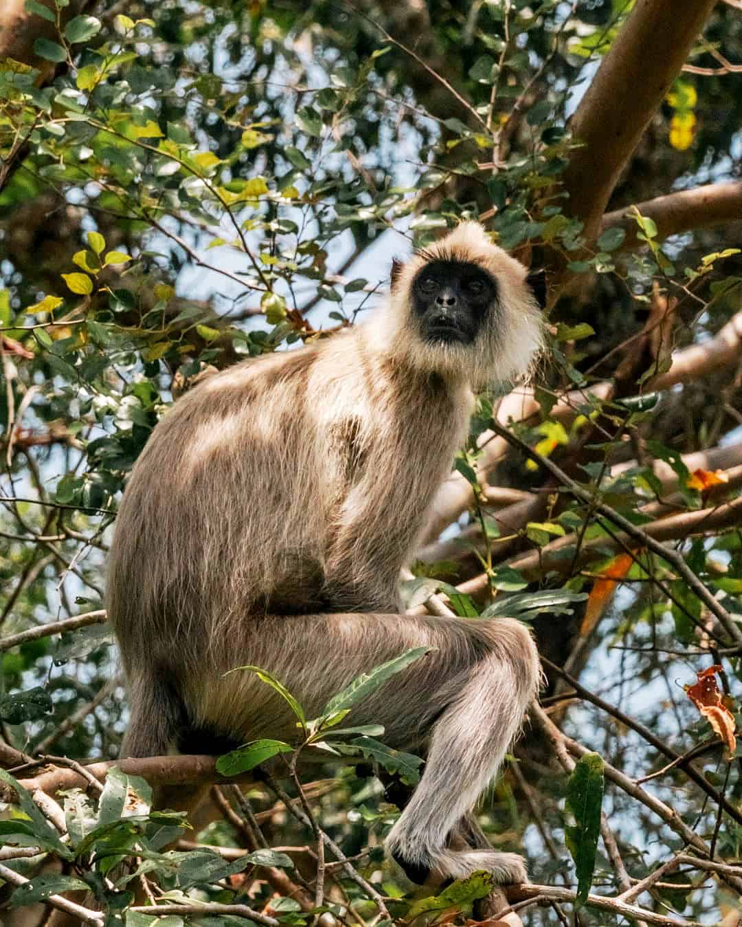 Gray langur sitting in a leafy tree in Wilpattu National Park, Sri Lanka