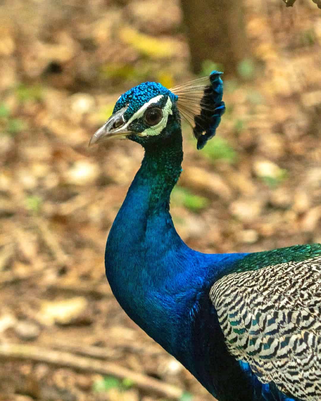 Peacock with brilliant blue and green plumage in Wilpattu National Park