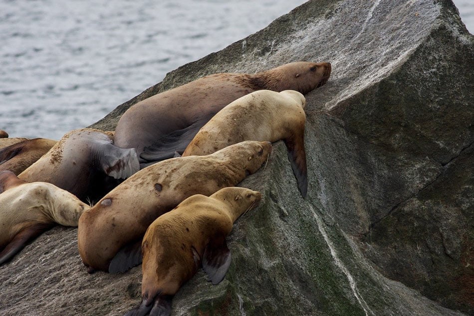 The Stellar sea lions you commonly see in British Columbia coastal waters are twice as big as Californian sea lions.