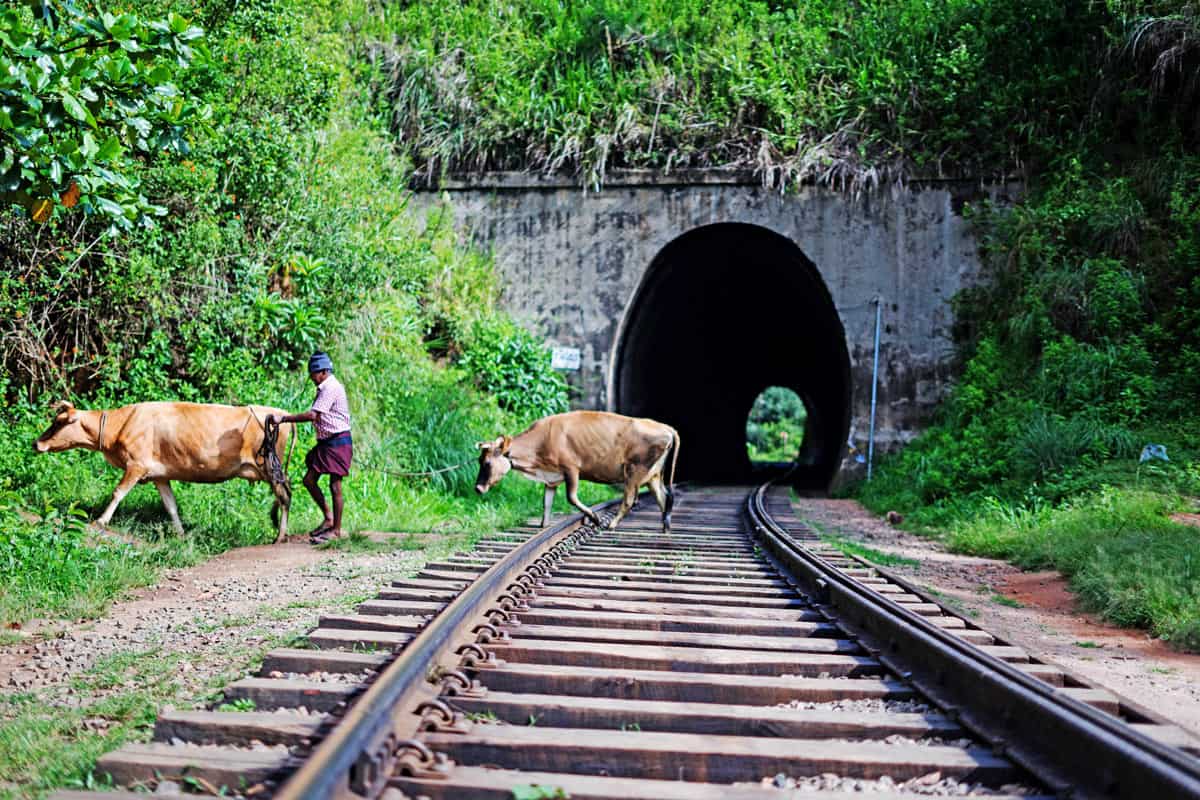 Two brown cows cross a train track in front of a tunnel in Sri Lanka.
