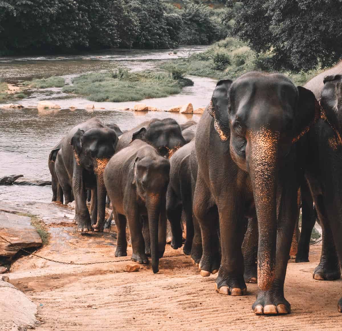 Some 7,500 wild Asian elephants roam Sri Lanka!