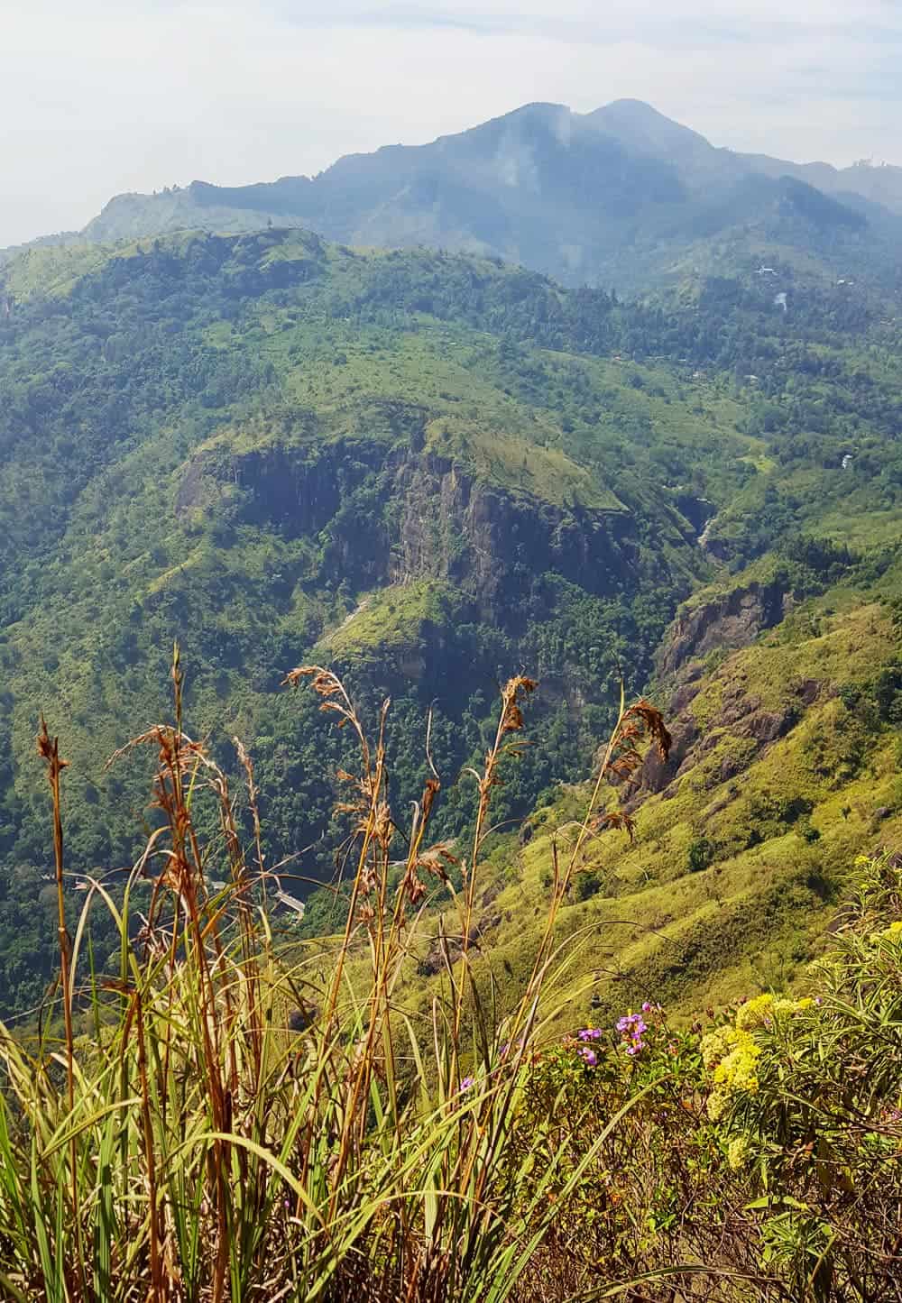 Lime- and forest-green clad mountain slopes with some purple wildflowers