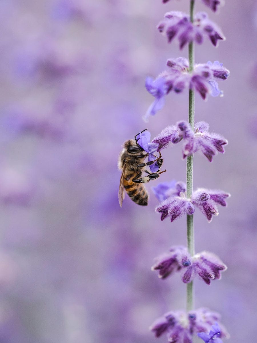 Purple Flower With Bee