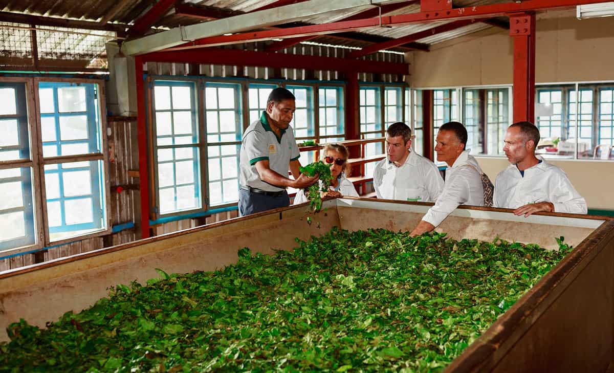 Tea factory workers examining green tea leaves spread in a large withering trough at Uva Halpewatte Tea Factory in Sri Lanka