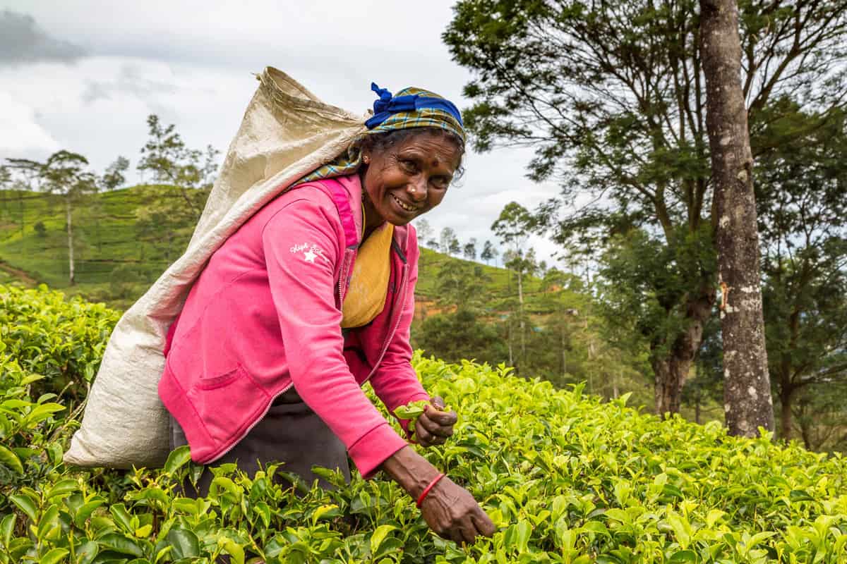 Old woman in a pink jacket picks tea leaves in the green hills of Sri Lanka's tea country.