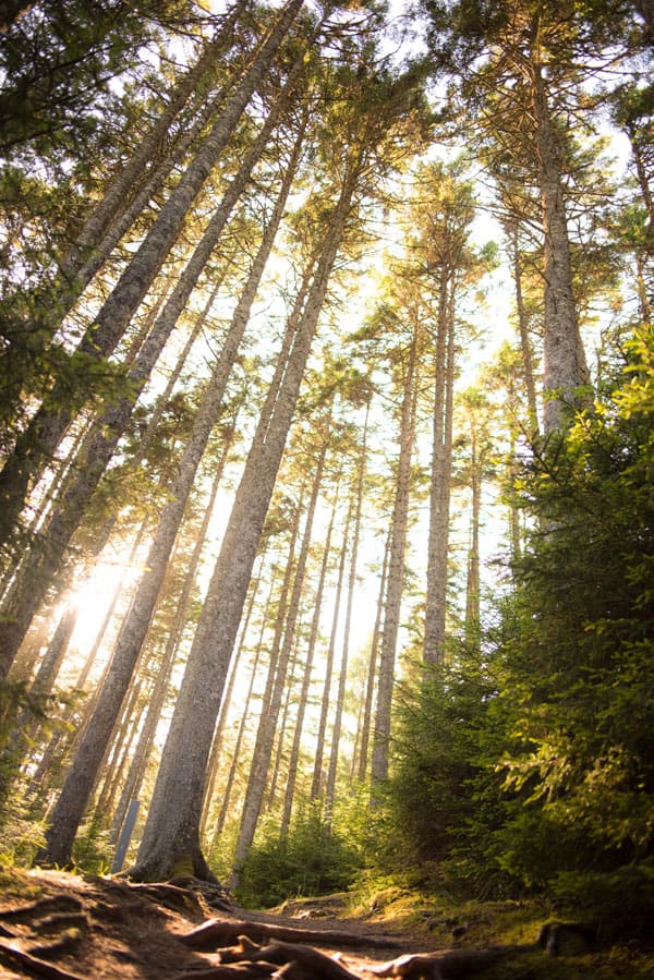 Forest in the Bay of Fundy