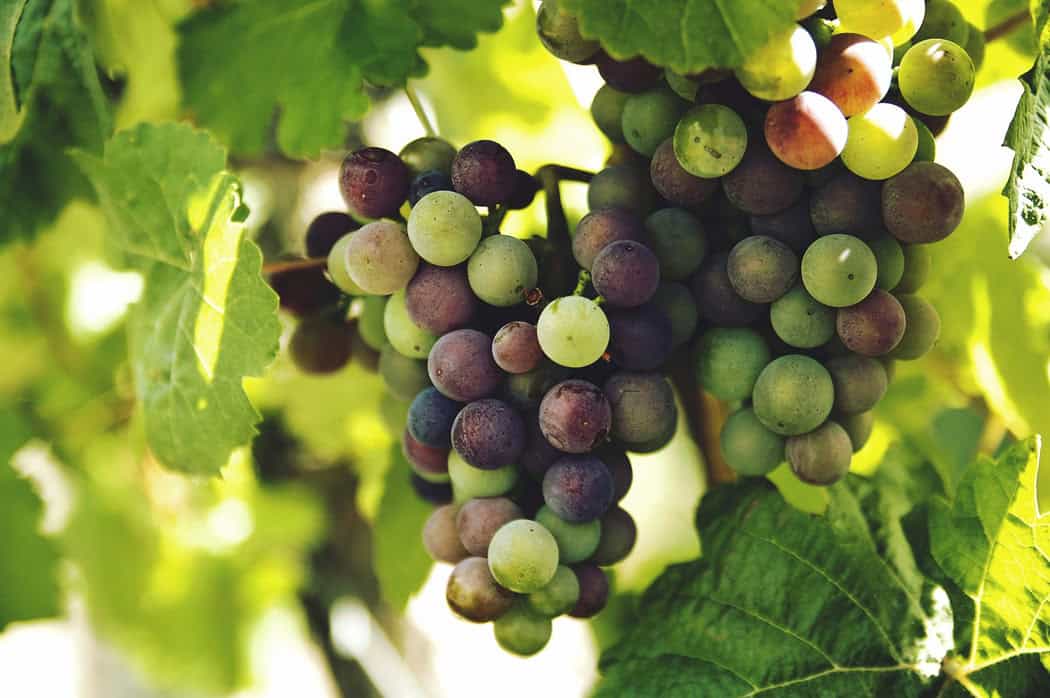 Best Canadian wine clubs