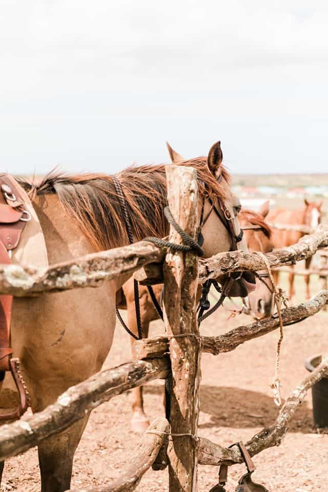 Horseback riding on Lanai