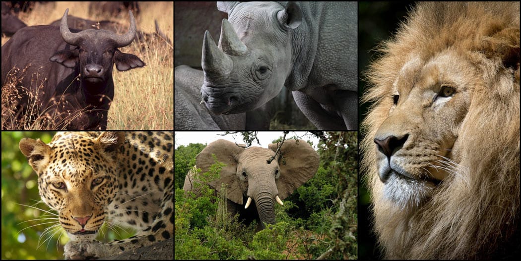 Big 5 Animals