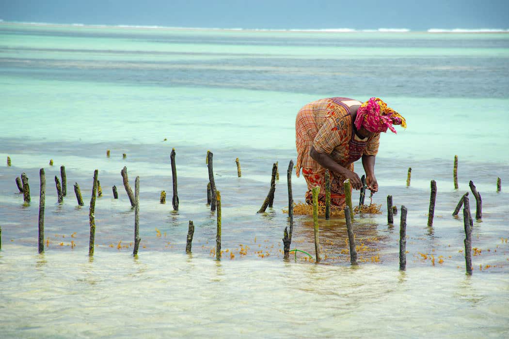 Women farm seaweed on some Zanzibar beaches